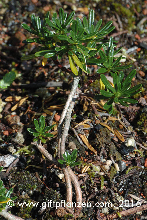 Bumchenseidelbast Daphne arbuscula