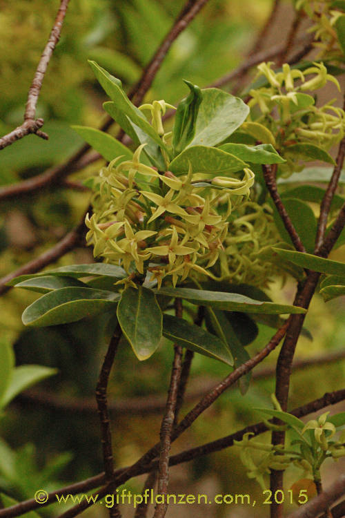 Pontischer Seidelbast (Daphne pontica)