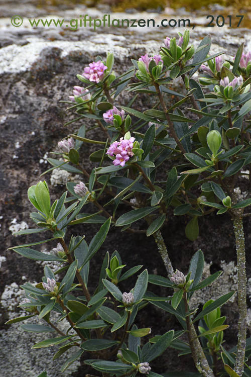 Kretischer Seidelbast (Daphne sericea)