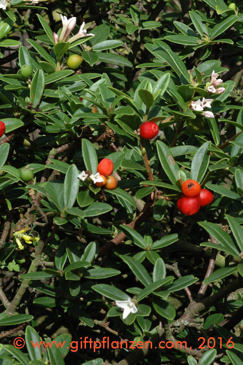 Chinesischer Seidelbast Daphne tangutica