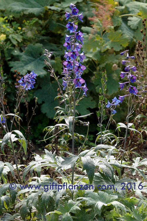 Grobltiger Rittersporn