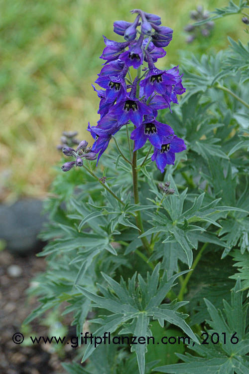 Delphinium oxysepalum Tatra-Rittersporn