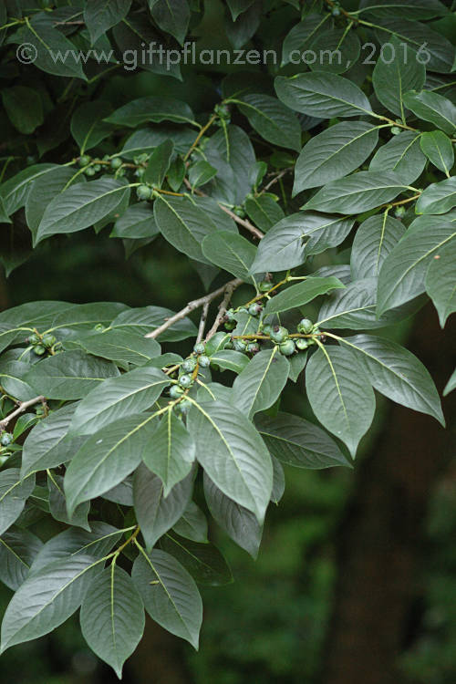 Amerikanische Kakipflaume