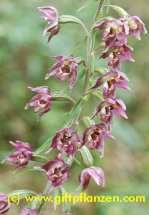 Breitblttrige Stendelwurz