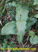 Breitblttrige Stendelwurz (Epipactis helleborine) nach der Maht