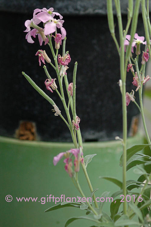 Erysimum scoparium Kanarischer Schterich