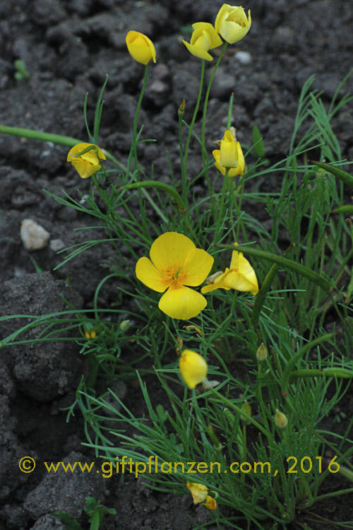 Pfannen-Goldmohn Eschscholzia lobbii