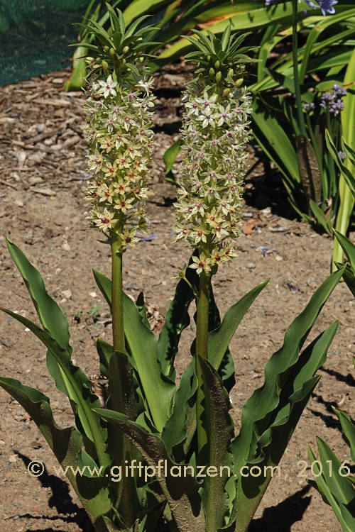 Schopflilie (Eucomis comosa)