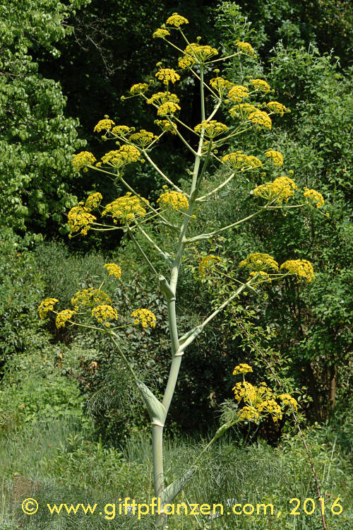 Riesenfenchel Ferula communis