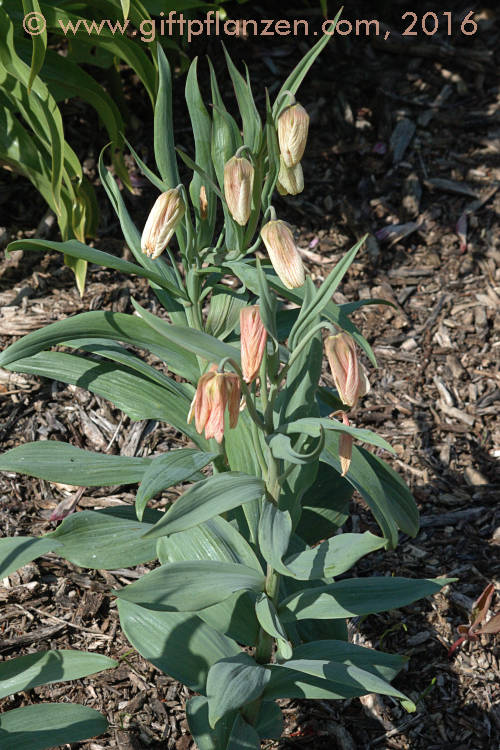 Fahle Schachbrettblume Fritillaria pallidiflora