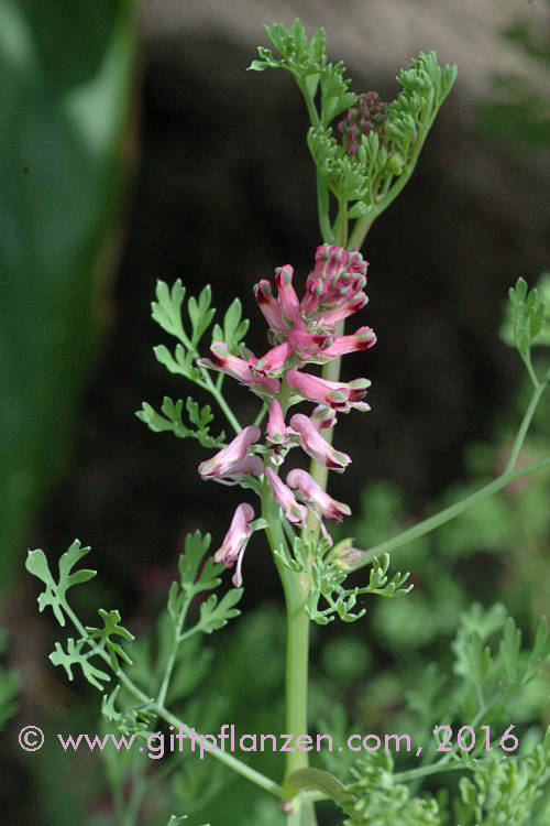 Gemeiner Erdrauch (Fumaria officinalis)