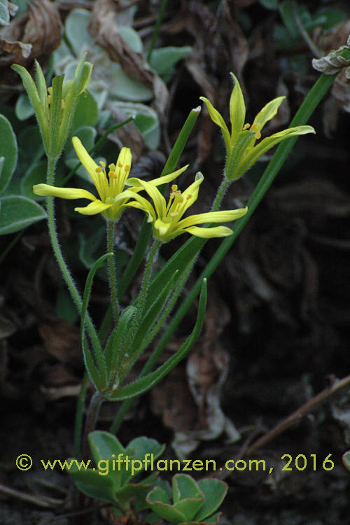 Waldgoldstern (Gagea lutea)