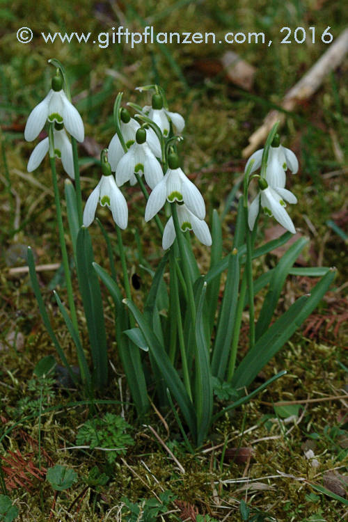 Schneeglckchen