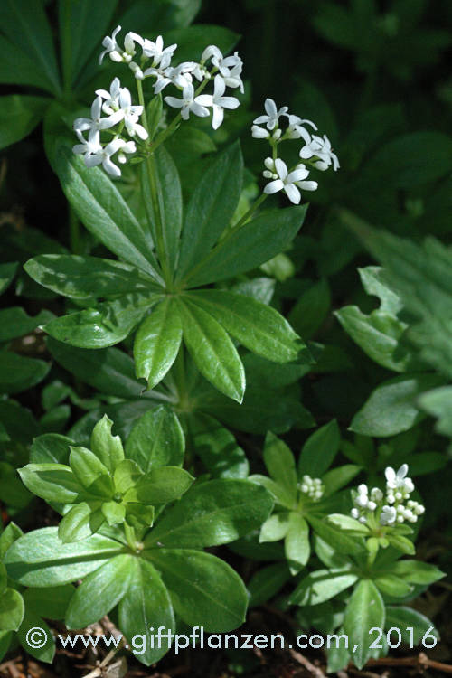 Waldmeister (Galium odoratum)