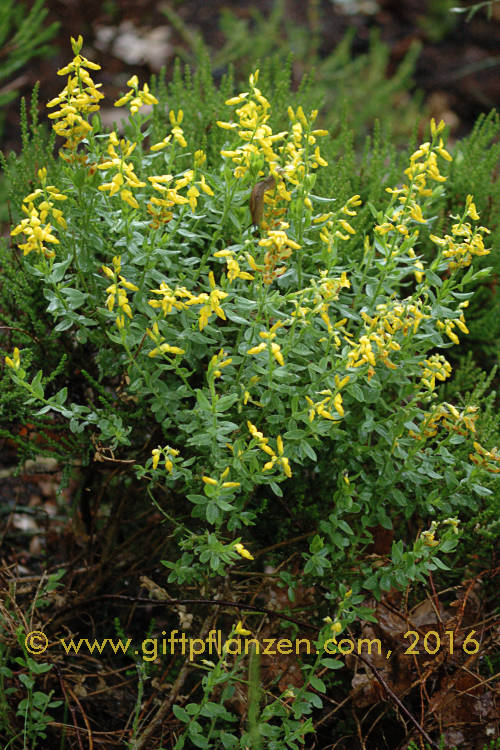 Deutscher Ginster (Genista germanica)