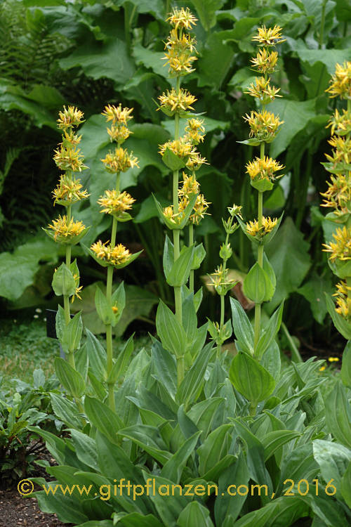 Gelber Enzian (Gentiana lutea)