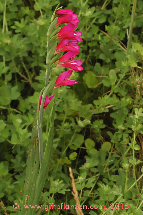 Sumpfsiegwurz (Gladiolus palustris)