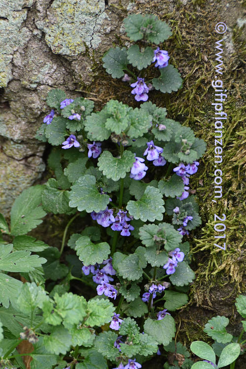 Gundermann (Glechoma hederacea)