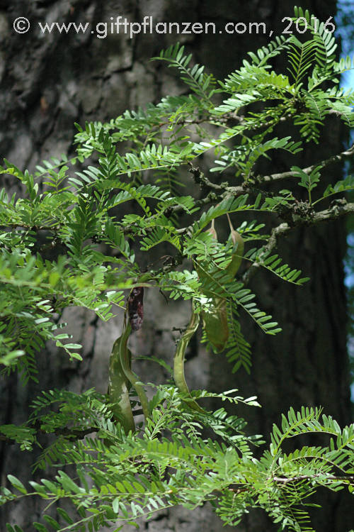 Lederhlsenbaum Gleditsia triacanthos