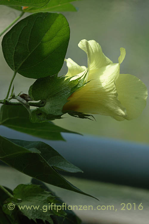 Baumwolle (Gossypium herbaceum)