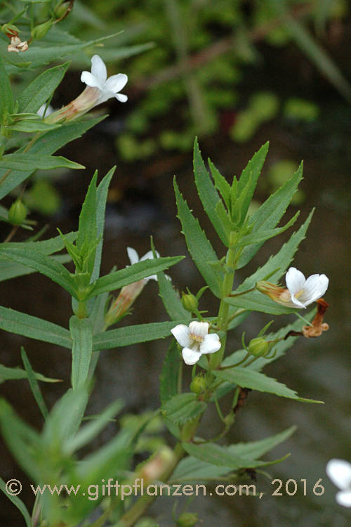 Gottesgnadenkraut (Gratiola officinalis)