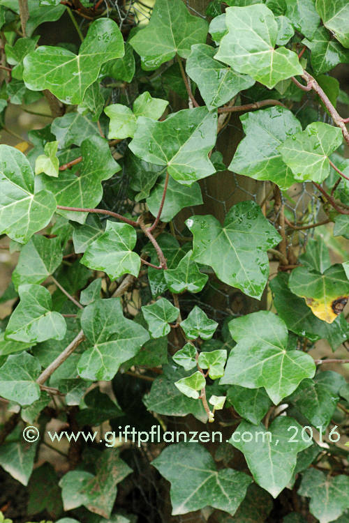 Efeu (Hedera helix)