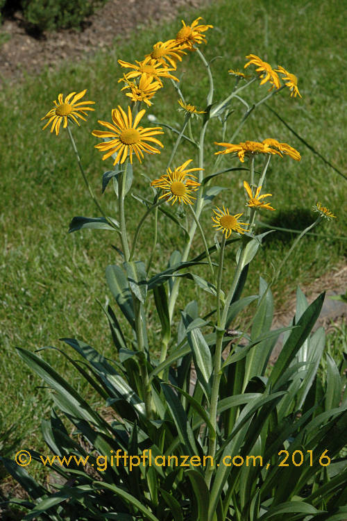 Helenium hoopesii Wilde Sonnenbraut