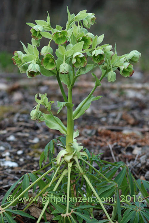 Stinkende Nieswurz (Helleborus foetidus)