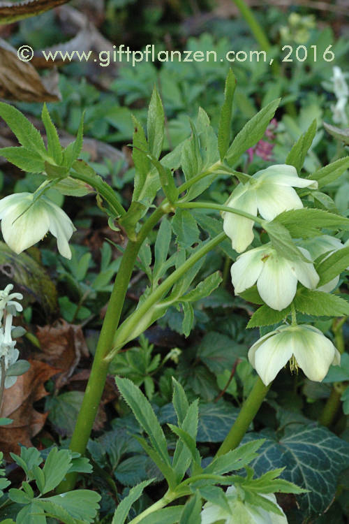 Orientalische Nieswurz (Helleborus orientalis)