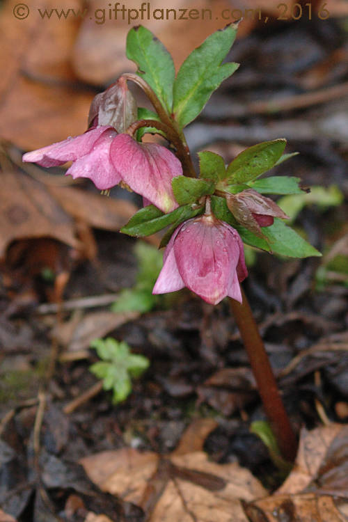 Purpurnieswurz (Helleborus purpurascens)