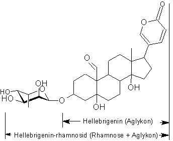 Hellebrigenin und Hellebrigenin-rhamnosid
