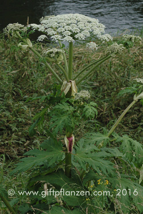 Herkulesstaude (Heracleum mantegazzianum)