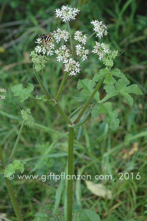 Wiesenbrenklau (Heracleum sphondylium)