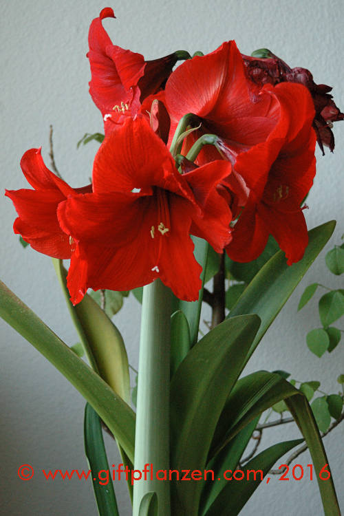 Ritterstern (Hippeastrum hybridum)