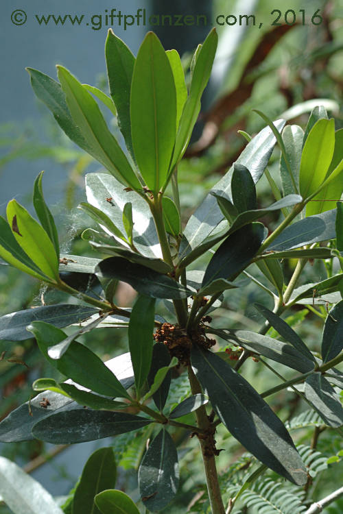 Hynengift (Hyaenanche globosa)