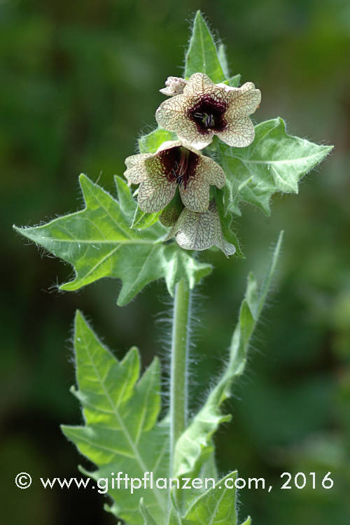 Schwarzes Bilsenkraut (Hyoscyamus niger)