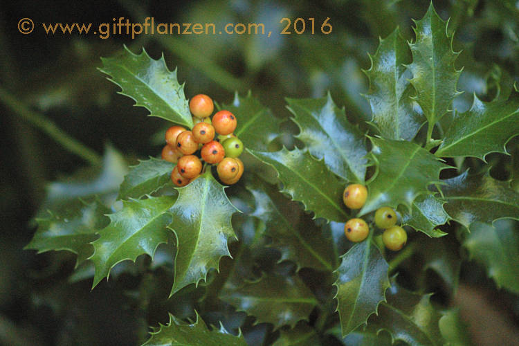 Stechpalme (Ilex aquifolium)