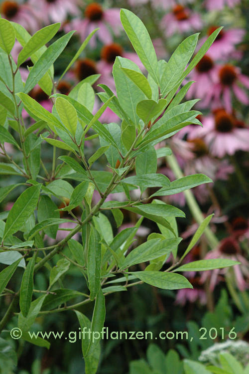 Matebaum (Ilex paraguariensis)