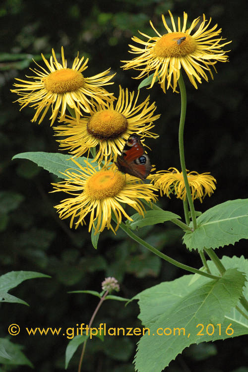 Echter Alant (Inula helenium)