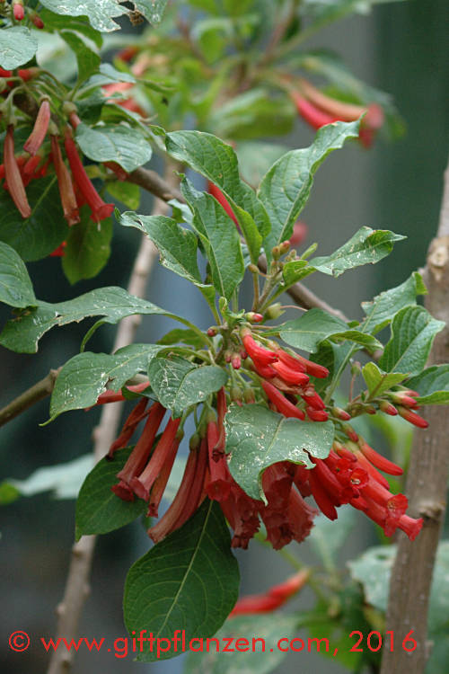 Feuerroter Veilchenstrauch (Iochroma coccineum)