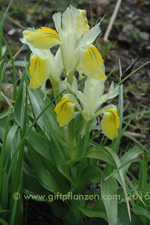 Usbekische Schwertlilie Iris bucharica
