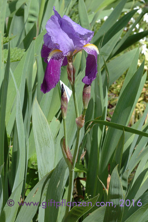 Deutsche Schwertlilie (Iris germanica)