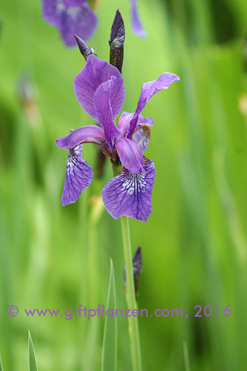 Langkronige Schwertlilie (Iris longipetala)