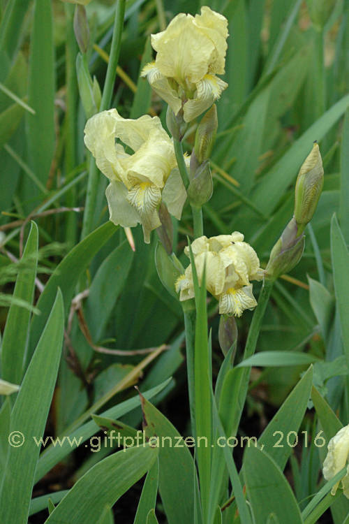 Bleiche Schwertlilie (Iris pallida)