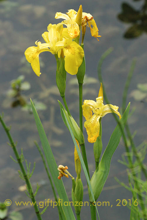 Sumpfschwertlilie (Iris pseudacorus)