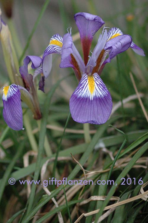 Kretische Schwertlilie (Iris unguicularis), Winterschwertlilie