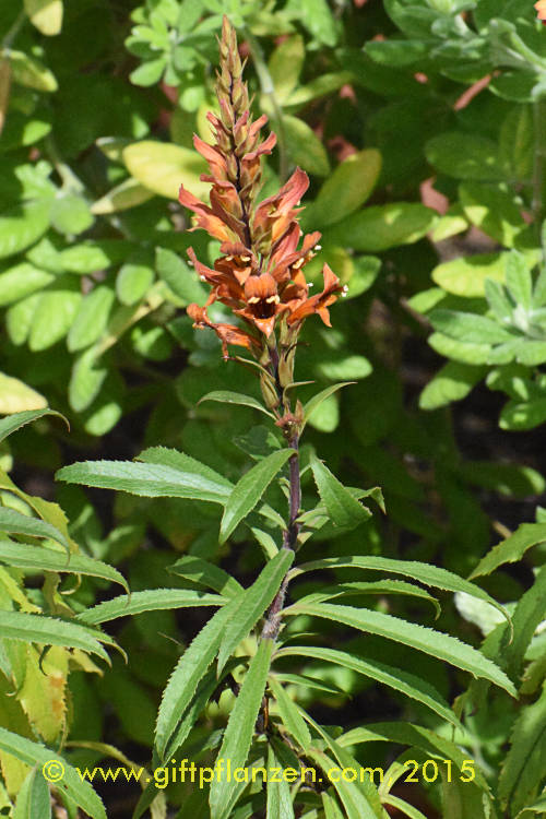 Kanarischer Gebirgsfingerhut (Isoplexis chalcantha)