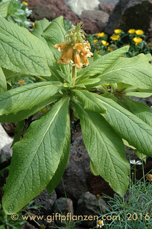 Madeirischer Fingerhut (Isoplexis sceptrum)