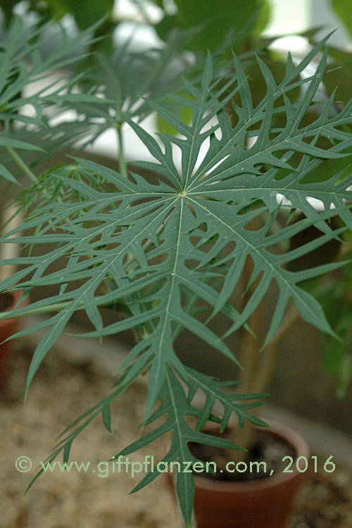 Korallenbltige Flaschenpflanze Jatropha multifida