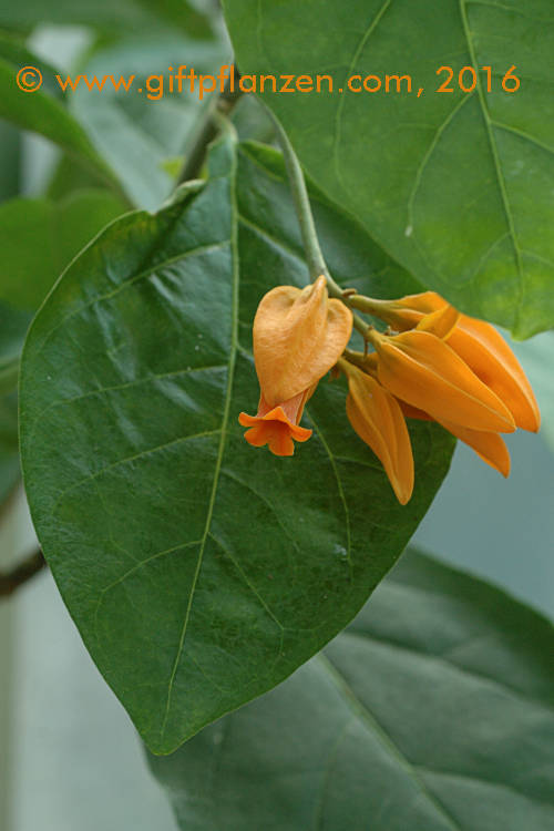Don-Juan-Pflanze (Juanulloa aurantiaca)